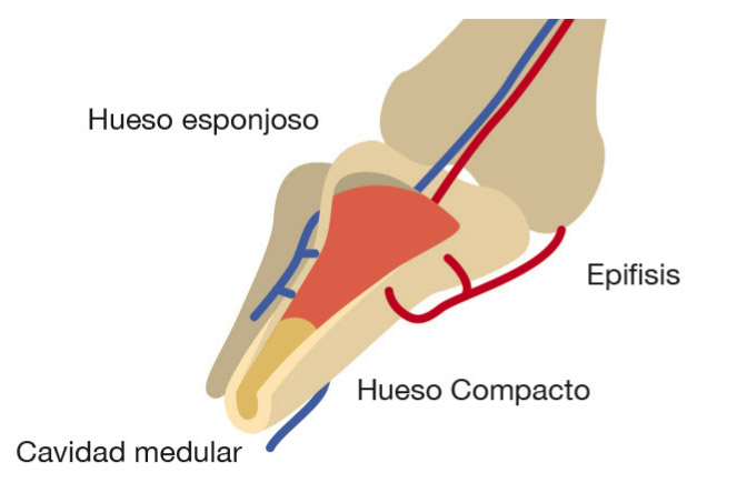 anatomia intraosea